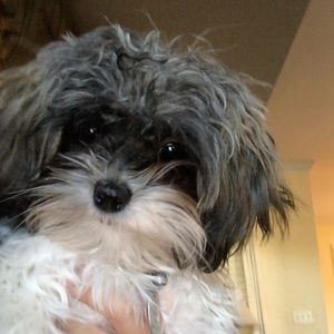 Meet your Posher, Elia